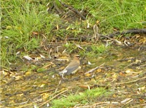 cedar waxwing 07:01