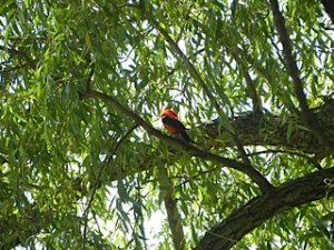 scarlet tanager 06:24