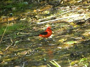 scarlet tanager 06:26