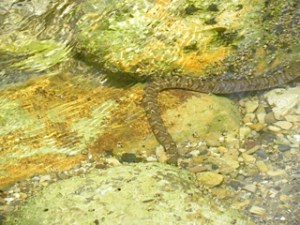 water snake hunting under rock 07:01