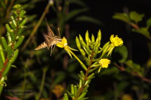 Sphinx Moth at Dusk 2