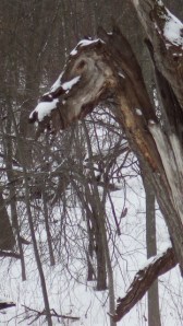 horsehead tree 01:05