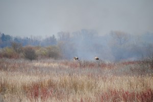 bluffcreekeasterburnnorthcranes