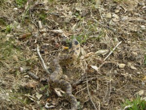 hognose snake A 04:25