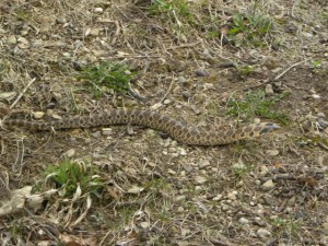 hognose snake CA 04:25