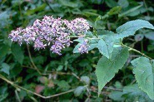 Aster---Arrow-leaved---1