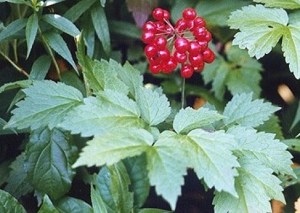 baneberry