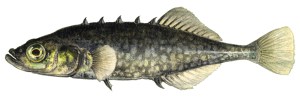 brook_stickleback