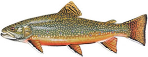 BrookTrout