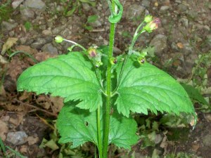 common-figwort-5