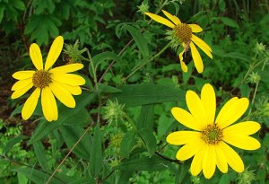 paleleaf_woodland_sunflower