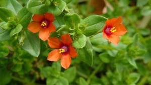 pimpernel
