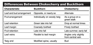 chokecherries