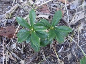 Pipsissewa