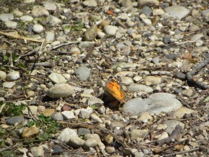 American Lady 04:17:12