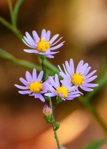 Aster_D7K8522b