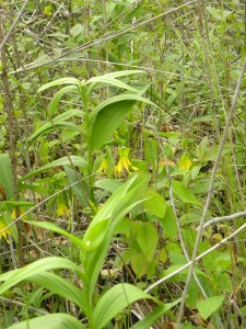 bellwort & starry false solomon's seal 05:07