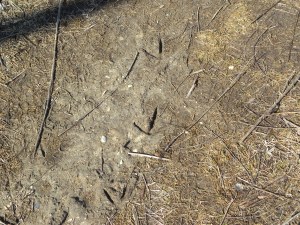 bird tracks
