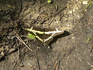 black giant swallowtail A