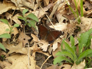 brown butterfly