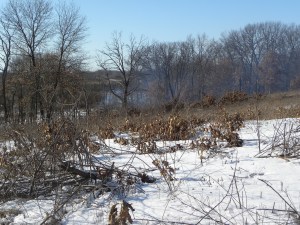 burning buckthorn A