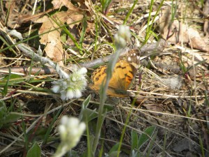 butterfly & pussy toes