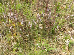 cow:tuft vetch 04:24:12 A