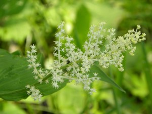 false solomon's seal 05:26