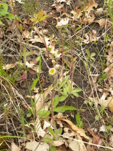 fleabane 04:30