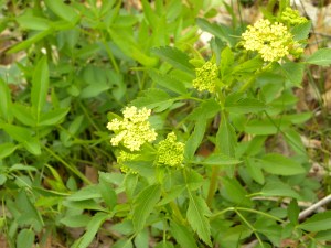 golden alexander 04:30