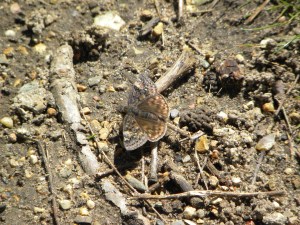 Juvenal's Duskywing 04:17:12