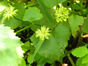 marsh marigo.d 05:26 A