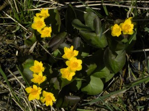 Marsh Marigolds