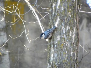 nuthatch by kiln ruins