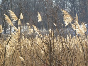 phragmites A