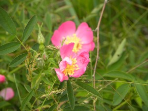 prairie rose 05:30