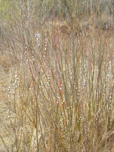 pussy willows
