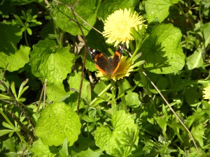 red admiral butterfly 2
