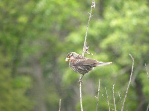 redwing femaile 05:30 A