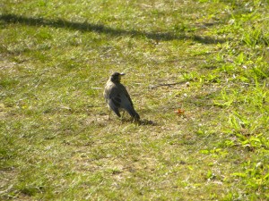 Robin Scuppernong 04:24:12 A