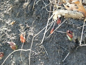 skunk cabbage