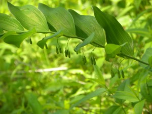 solomon's seal 05:26