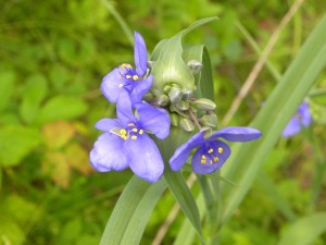 spiderwort 05:30