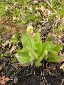 swamp saxifrage 04:30