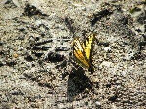 tiger swallowtail 05:11