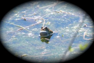 toad trilling 04:17:12