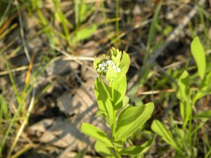 toadflax