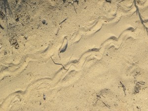 turtle tracks 05:19