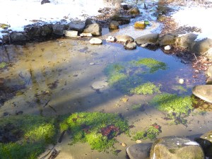 wateracress at spring