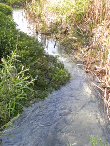 watercress removal 05:19 A